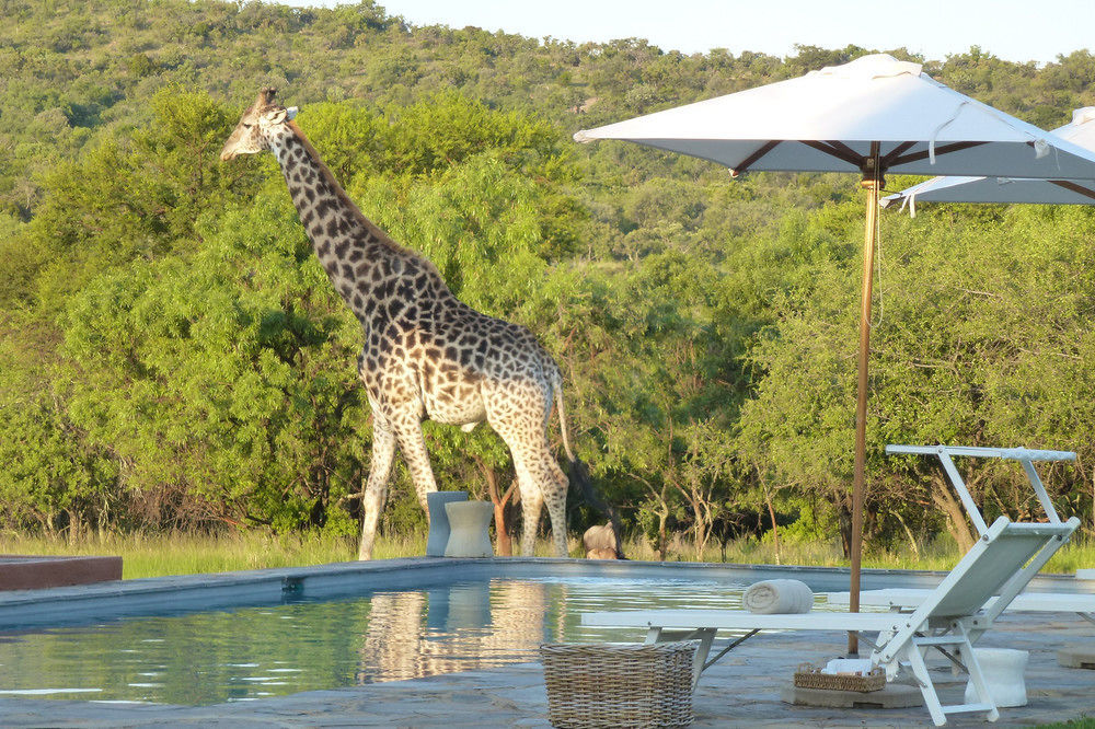 Zebras Crossing Private Game Lodge โมดิมอเลอ ภายนอก รูปภาพ