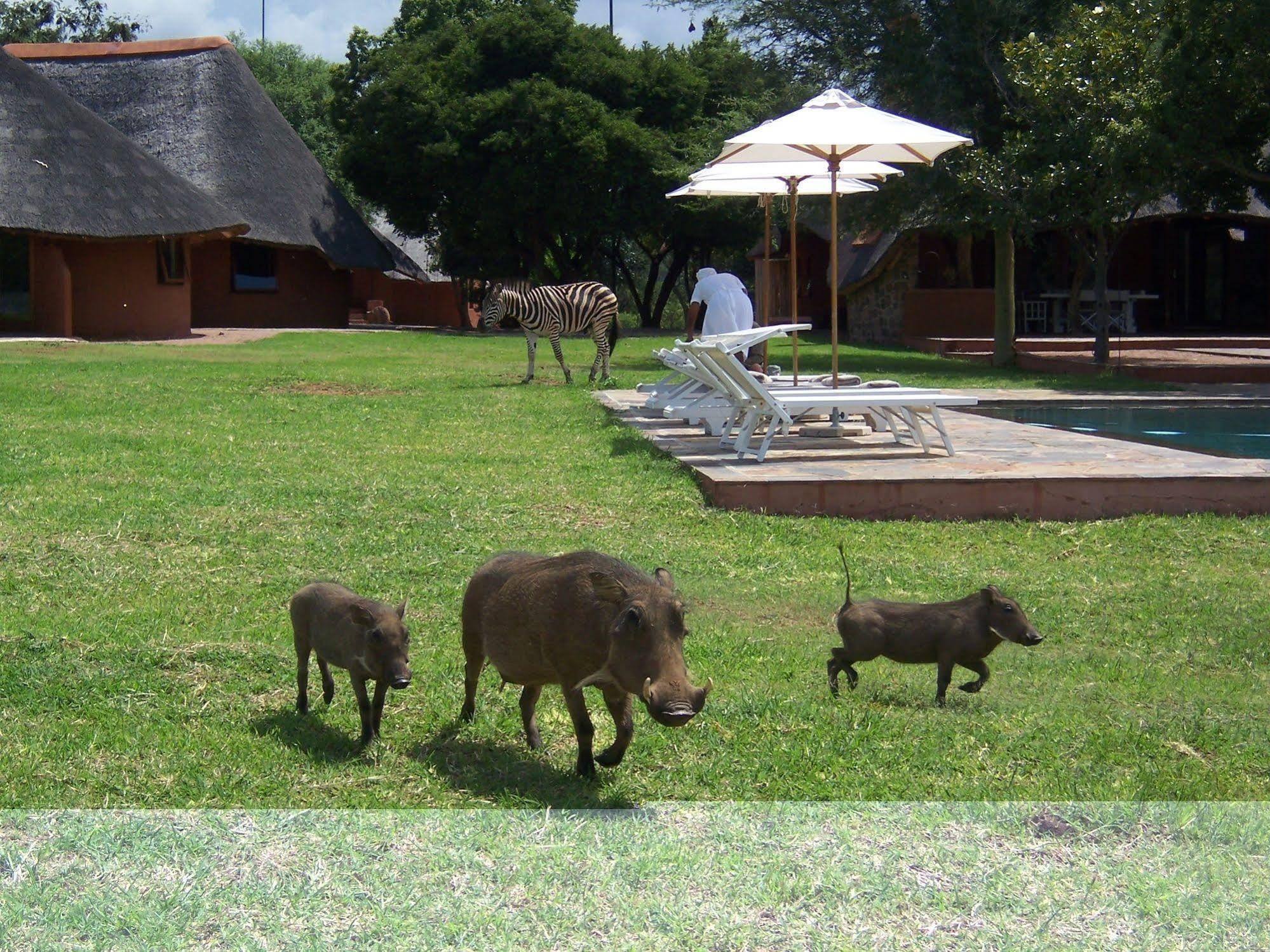 Zebras Crossing Private Game Lodge โมดิมอเลอ ภายนอก รูปภาพ
